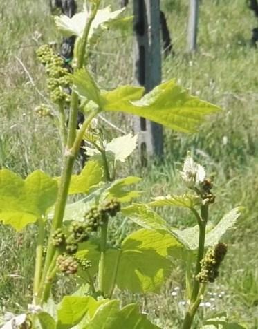 si ingrossano, i bottoni fiorali sono ancora agglomerati) per quelle più tardive (scala BBCH 55).