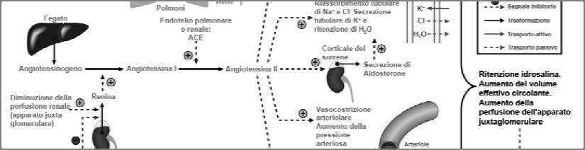 un aumento della massa liquida circolante.