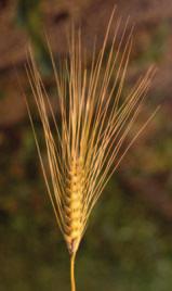 FRUMENTO DURO RESE Nella figura 2 sono riportate le varietà più produttive del campo di Ceregnano (RO). Nella tabella 1 sono riportate le principali caratteristiche produttive e agronomiche.