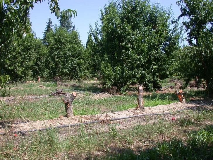 Disease control strategy in France Disease removal The roguing of a diseased tree is mandatory within 10 days after its detection The entireorchard/plot isuprootedif PPV incidence >10%