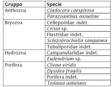 Tabella 10.3.2.2: Lista faunistica degli organismi coloniali del macrozoobenthos rinvenuti nei 4 campioni di substrato duro nell affioramento TERM 14.