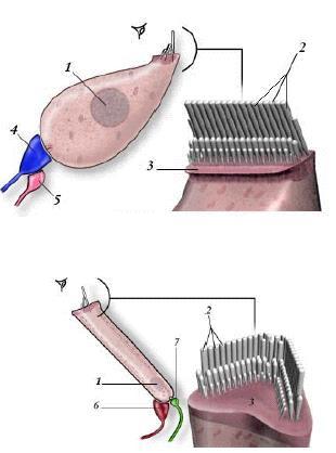 CELLULE