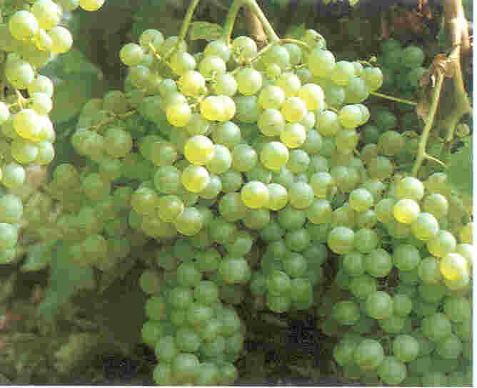 Pagadebit di Romagna, DOC dal 1988, vitigno Bombino; la produzione: SUPERFICE 95 ha