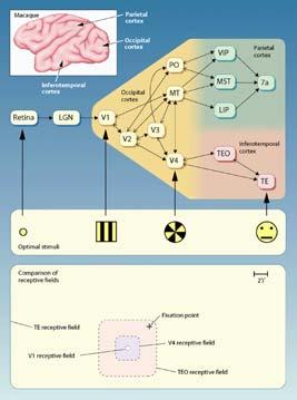 Evidenze neurofisiologiche Stimoli per i quali è possibile osservare una