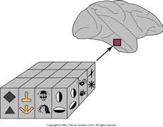 Organizzazione colonnare di TE Popolazioni di cellule Cellule vicine sono selettive per stimoli simili, mappando in modo continuo (e non discreto) oggetti con caratteristiche complesse.