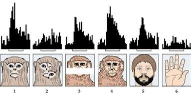 La percezione dei volti Ha un importanza fondamentale