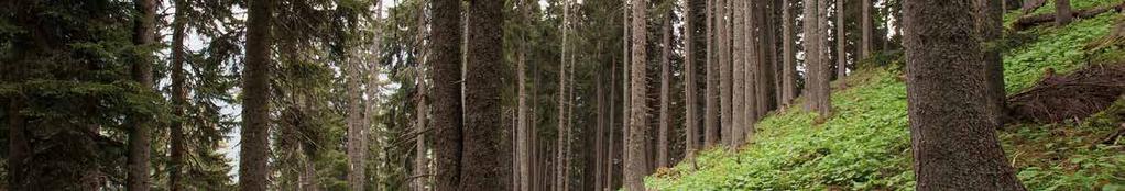 Introduzione alle attuali tecniche di raccolta del legname nel bosco di montagna I partecipanti ricevono una panoramica sulle nozioni di base della raccolta del legname, sulle particolarità degli