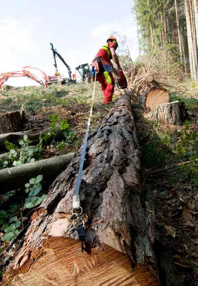 gestione sostenibile delle foreste La sostenibilità di prodotti in legno dipende dalla gestione delle foreste.