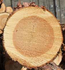 le foreste gestite in modo sostenibile sono stabili. non viene tagliato più legname di quanto ne ricresce. anche una volta tagliato il legno conserva il CO 2 assorbito.