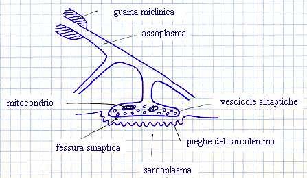 SINAPSI CHIMICA La membrana postsinaptica mostra un aumento della sua superficie su