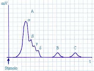 POTENZIALE D AZIONE COMPOSTO (risultante di tutti i potenziali d'azione che interessano le varie fibre del nervo) nervo misto -