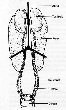 Apparato genitale maschile Rappresentazione schematica