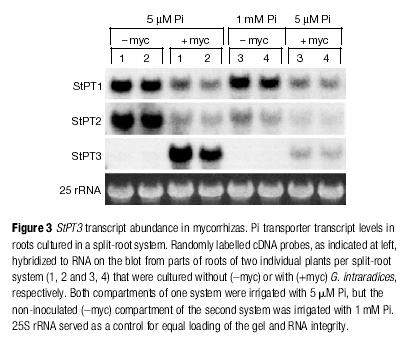 Espressione Genica Pi Pi Pi Esempio: La simbiosi micorrizica arbuscolare fornisce alla pianta