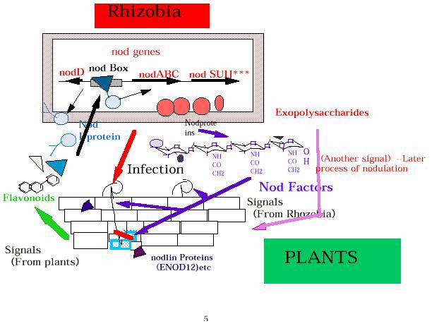 Simbiosi cicliche Il simbionte viene acquisito ad ogni generazione dall ospite Esempi: Simbiosi tra piante e azotofissatori
