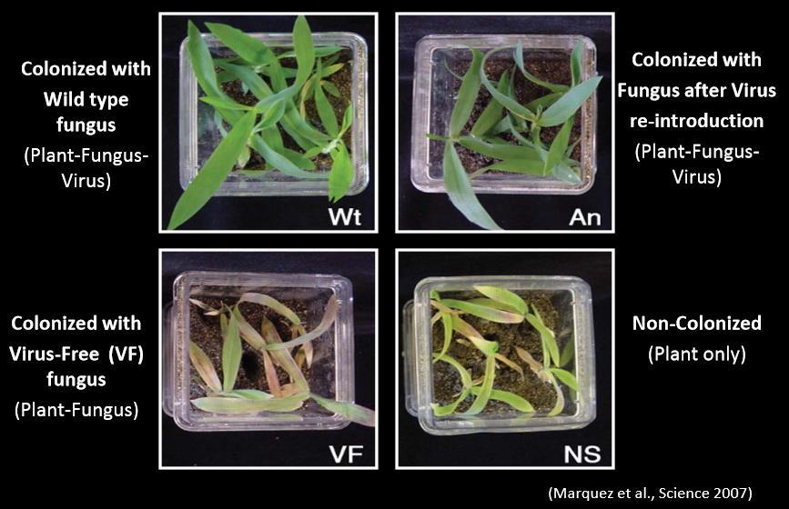 a dsrna The panic grass Dichanthelium lanuginosum is found in geothermal soils in Yellowstone National Park, USA, where it can grow