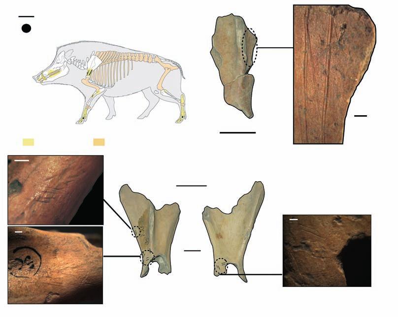 M. ROMANDINI, M. BERTOLINI 1 mm Cut marks Impacts Sus scrofa skeletal Medium size mammal (a) Left scapula 2 cm (b) Right scapula 2 cm 1 mm Fig.