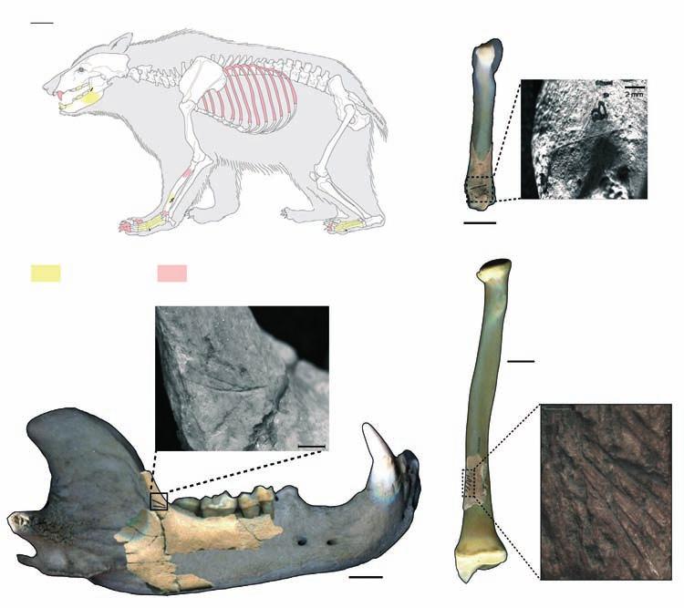 EPIGRAVETTIAN PROCESSES AND ECONOMY STRATEGIES IN NE ITALY: THE BIARZO SHELTER Cut marks Ursus arctos Right Mandible Big size carnivore 2 mm 2 cm 1 cm Metapodial Right Radius 2 cm 1 mm 2 mm Fig.