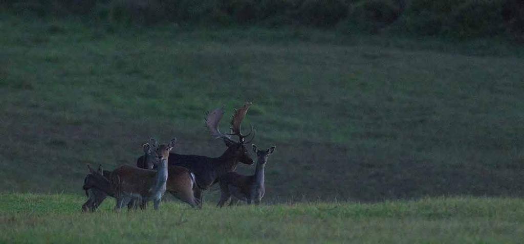 ll daino Dama dama La rilevazione dell ungulato per questa annata ha avuto le stesse modalità di avvistamento che per il cinghiale.