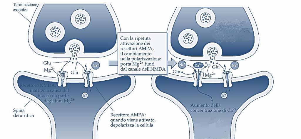 LTP: fase precoce Attivazione degli enzimi Ca 2+-