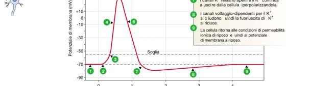 Ad esempio basta che 1 solo ione K+ ogni 100000 fuoriesca dalla cellula per portare il