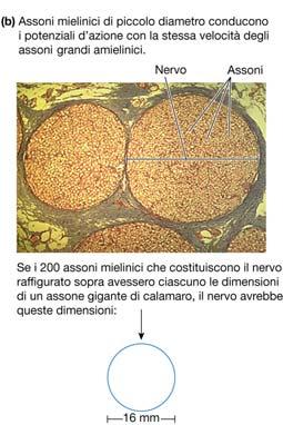 azione 1.