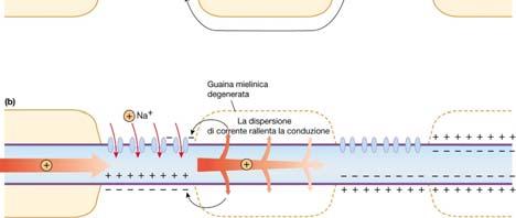 Propagazione unidirezionale = inattivazione canali del Na