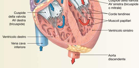 Atrii e ventricoli sono