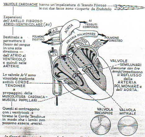 Rilascio di Ca ++ -indotto da Ca ++ La contrazione nel muscolo cardiaco si verifica con lo stesso scorrimento dei