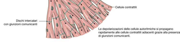 contribuiscono alla forza contrattile del cuore Potenziale cellule pacemaker Presenza canali