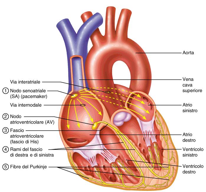 Insorgenza del potenziale autoritmico principale pacemaker (0.