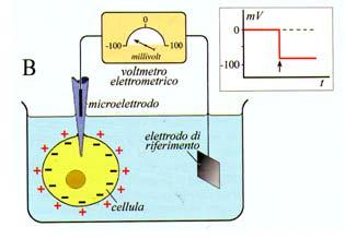 caratteristica di tutte le cellule.