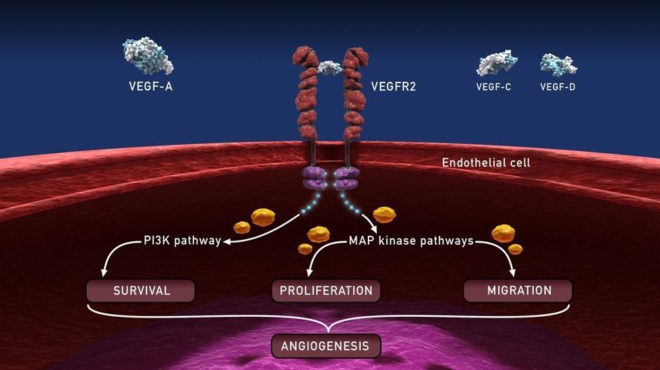VEGFR2 Antibody