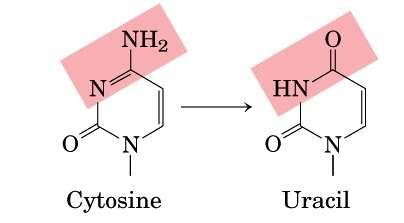 Deamminazione della citosina ( uracile) deamminaz G=C duplicazione G=U A=U DNA mutato!