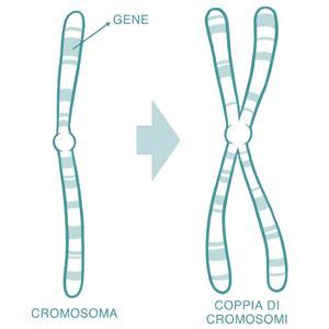 I cromosomi vengono individuati dal biologo Walther Flemming, che osserva come