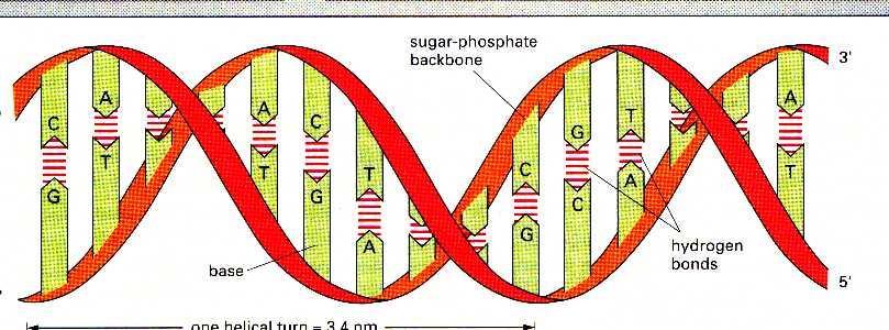 2.3 CHE STRUTTURA HA IL DNA?