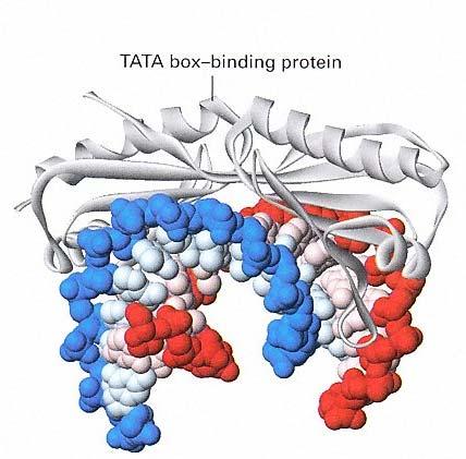 Le interazioni proteiche possono ripiegare il DNA.