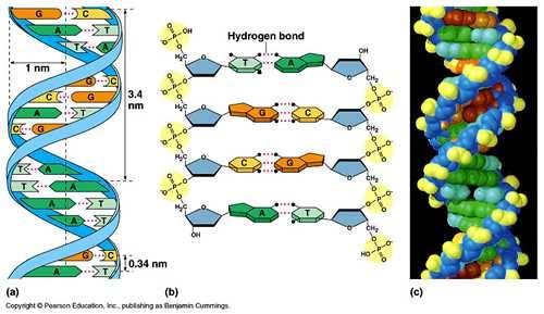 DNA http://www.ncbi.nlm.nih.gov/books/nbk21514/fig ure/a807/?