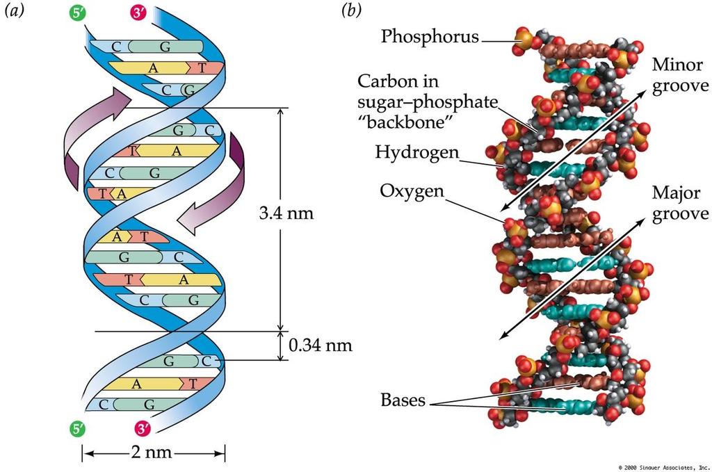 Conclusion: DNA is a helical structure with