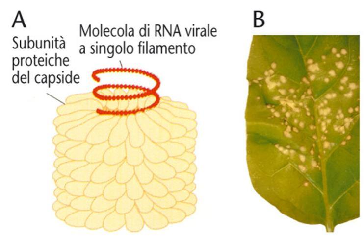 Singer: alcuni virus hanno