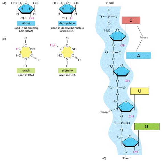 Un segmento di catena di RNA e le sue fondamentali differenze chimiche dal