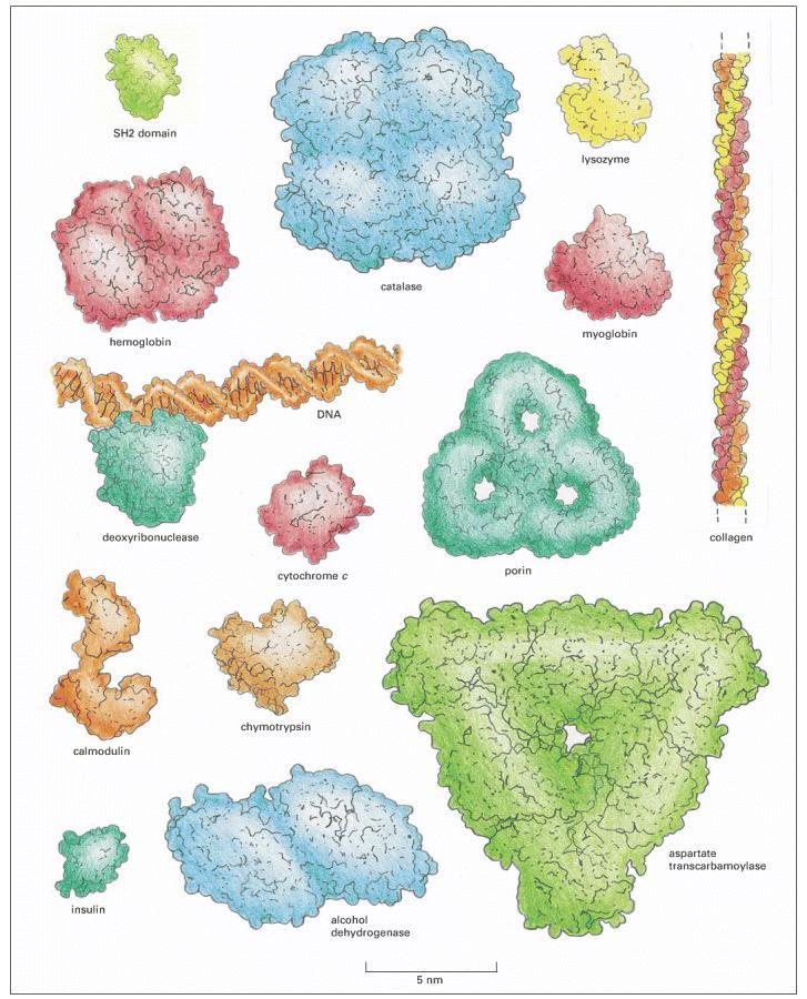 SH2 domain lysozyme catalase hemoglobin myoglobin DNA collagen RNA polymerase Cytochrome C