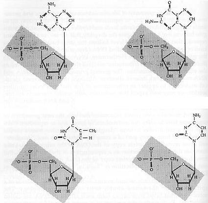 Le formule chimiche dei quattro nucleotidi Adenina Guanina P Fosfato Fosfato Z B Deossiribosio