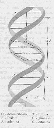 Ci sono perciò 10 coppie di basi per ogni giro completo dell'elica (360º) e la struttura si ripete ogni