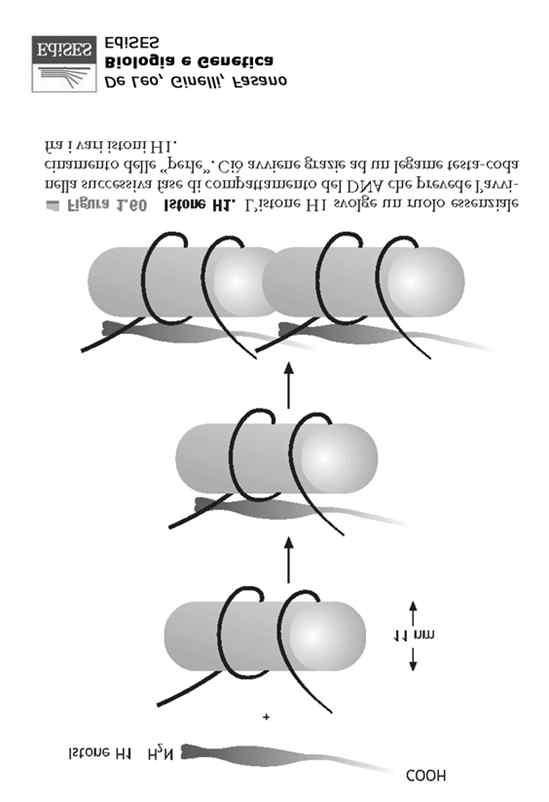 Negli eucarioti il DN si avvolge attorno ad
