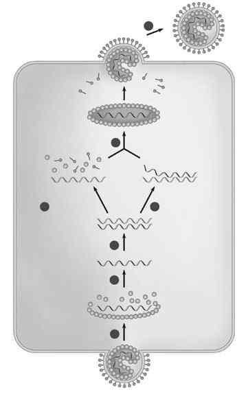 iclo riproduttivo di virus animale ad RN dotato di rivestimento membranoso RN virale (genoma) VIRUS licoproteina Rivestimento proteico Involucro esterno Membrana plasmatica della cellula ospite 1