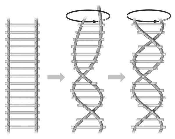 struttura del DN: 2 filamenti di polinucleotidi