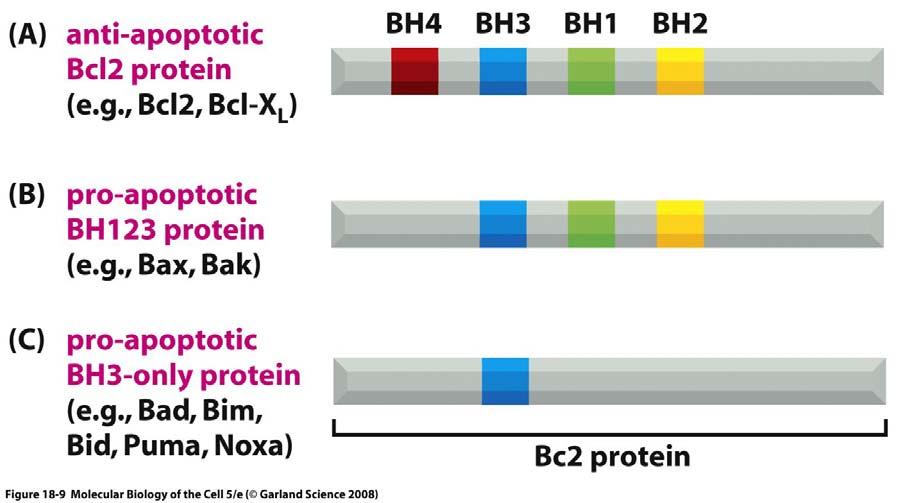 REGOLAZIONE DELLA VIA INTRINSECA Proteine della famiglia Bcl2 Salvaguardano l integrità del mitocondrio inibendo le proteine BH123 Se non più inibite si aggregano sulla membrana