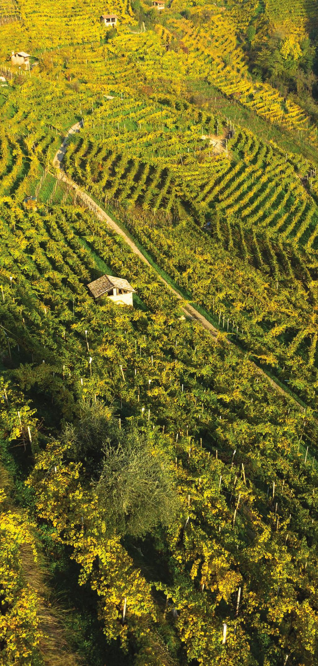 Lunedì 22 maggio ore 11.00 Gli Stati Generali del Conegliano Valdobbiadene Prosecco Superiore Appuntamento alla Scuola En