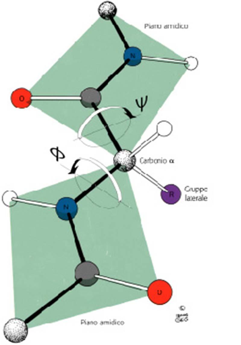 Angoli diedri e Proprietà fondamentale del legame peptidico è di essere rigido e planare.