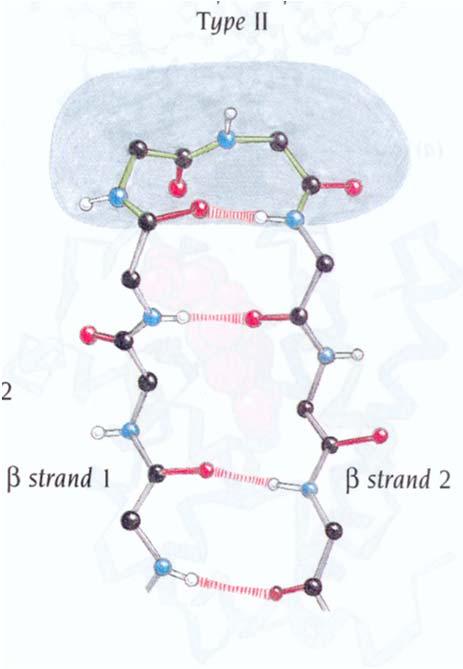 1 Nei -turn di tipo II l aminoacido in posizione 2 spesso è Pro, poiché facilmente può assumere la conformazione voluta, mentre l